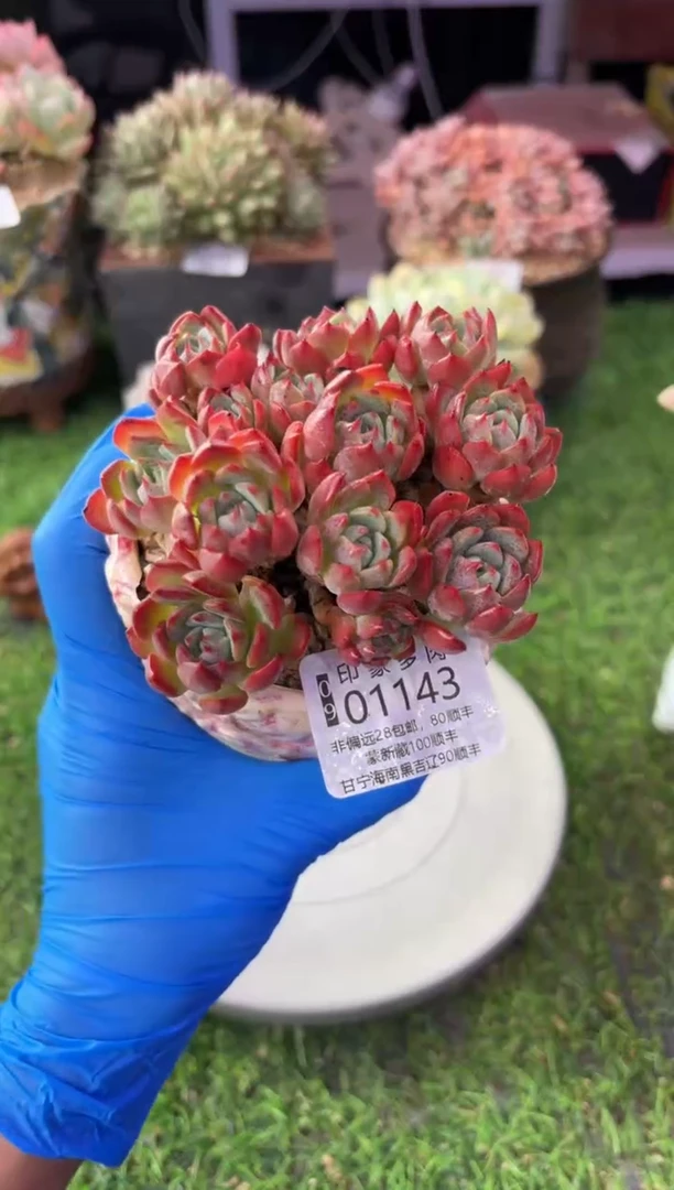 昆明印象多肉01143