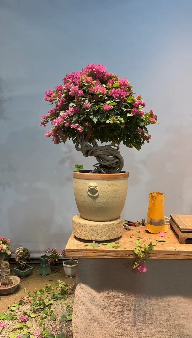 全部花朵呀*哈三角梅28