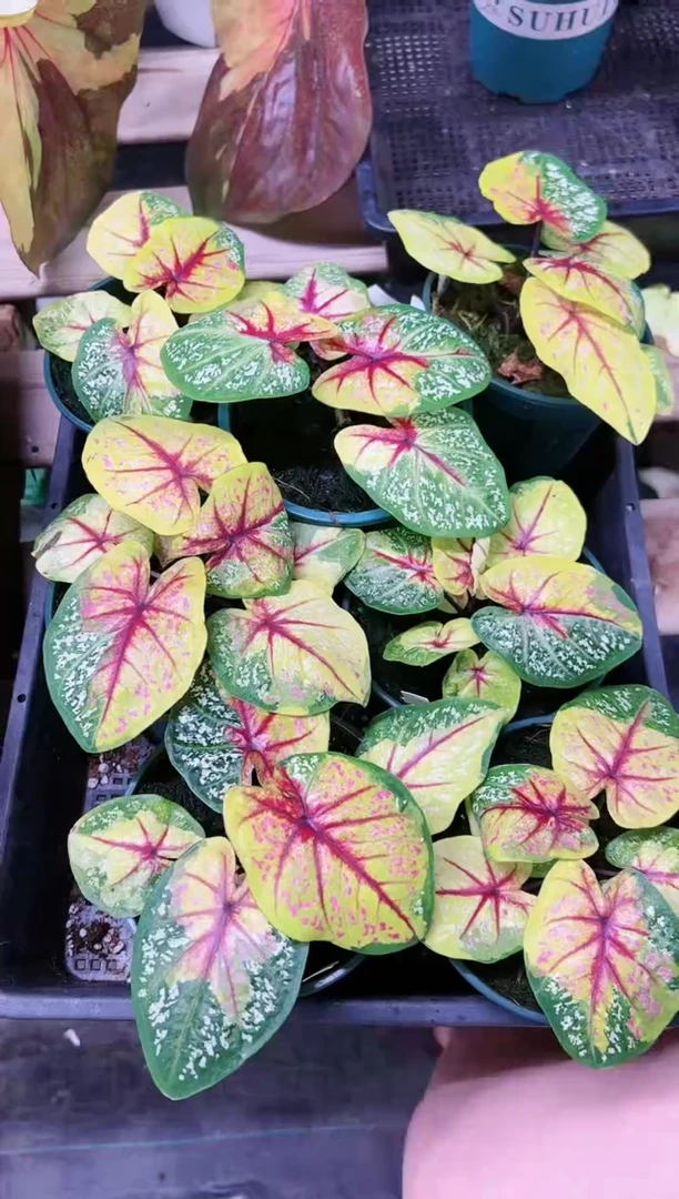 126    野蜂飞舞   一颗