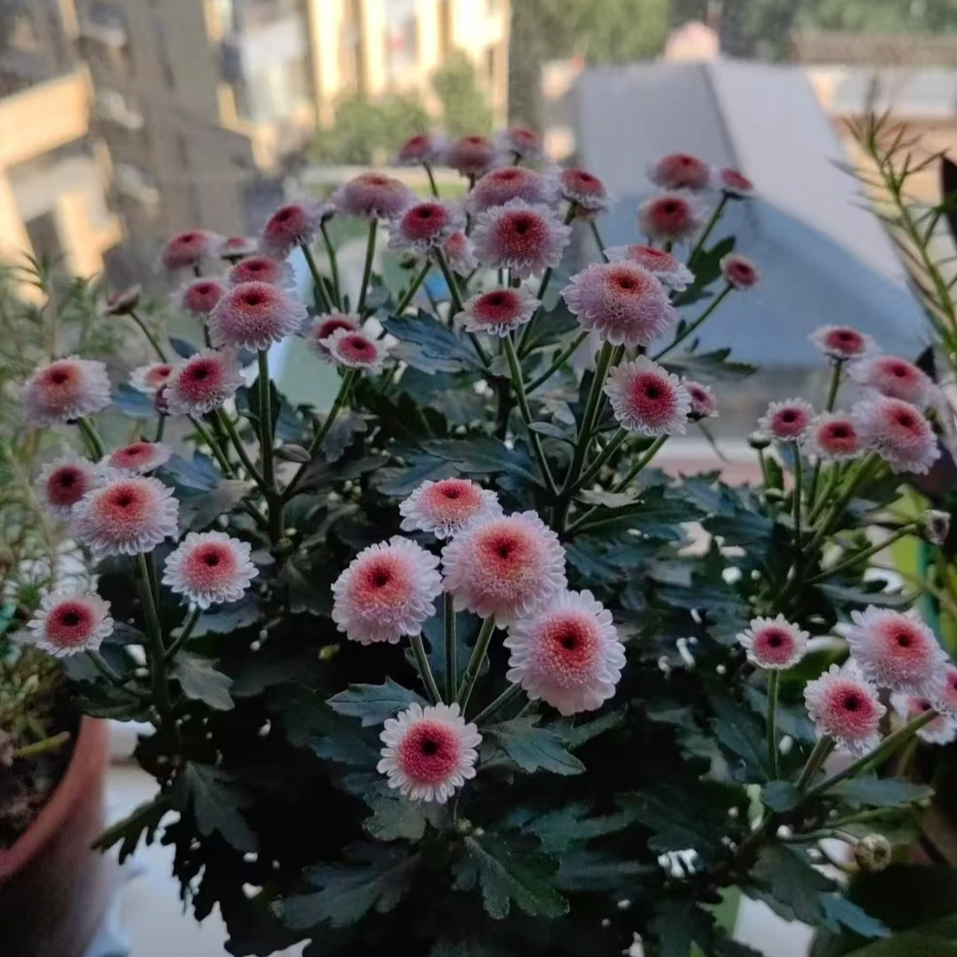 荷兰菊【珠玉之卵】四季荷兰菊盆栽花卉