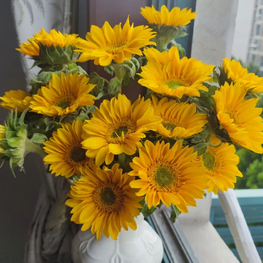 【绿心向日葵】 云南基地现采现发