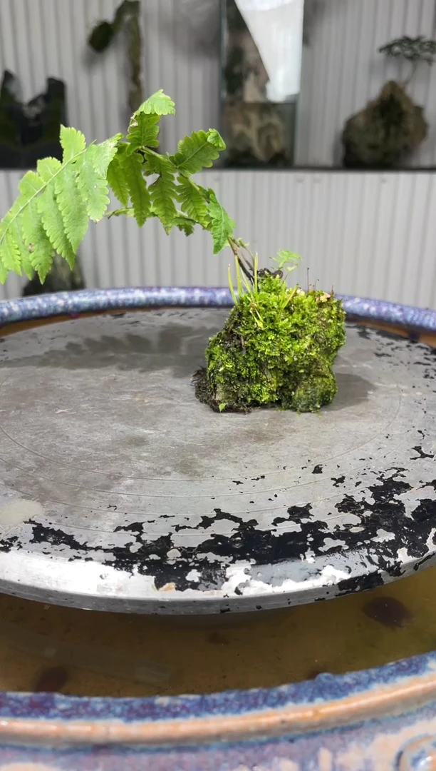 吴定石一物一拍专属