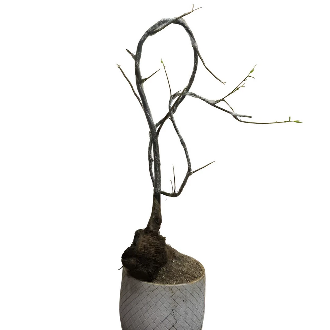 勒竹素材网红竹子怪桩盆栽茶室文人绿植常青盆景一物一拍