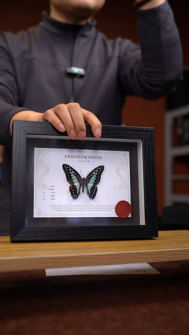 木兰青凤蝶木兰青凤蝶