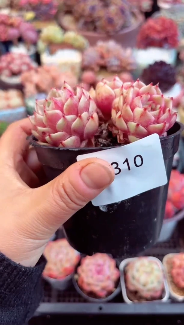 【闪购商品】8310三头苯巴迪斯多肉