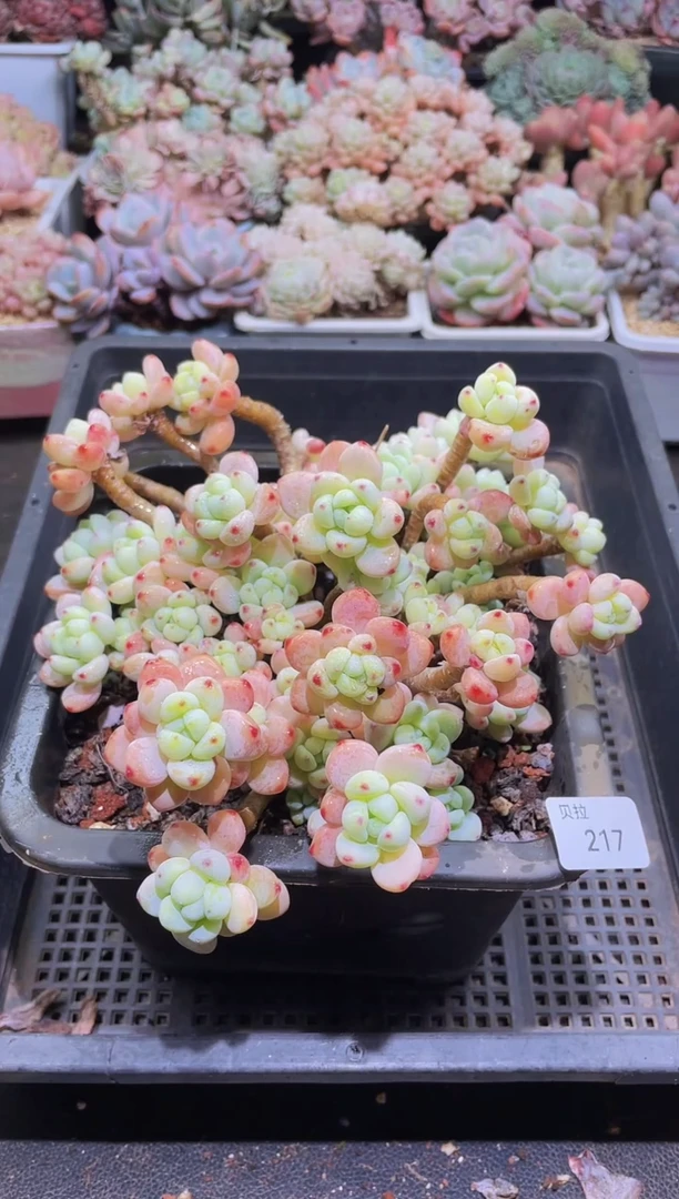 【闪购商品】217罗琦