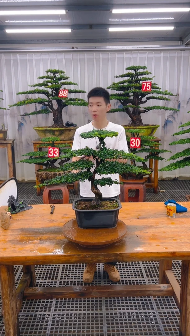 无花朵精品盆景直播间一物一拍
