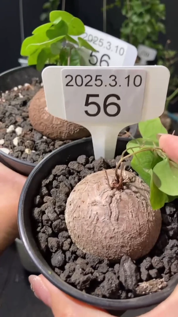 【闪购商品】南非龟甲龙3.10.56