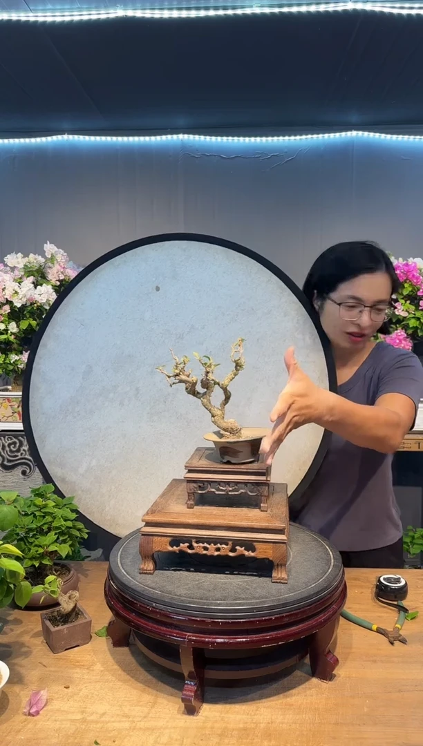 禾*L三角梅同安红