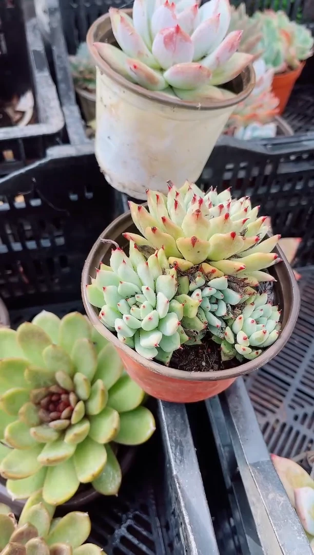 兜****?多肉植物一物一拍25126