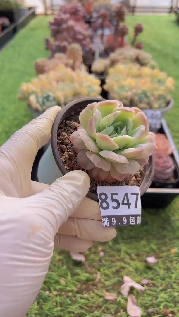 【闪购商品】信福多肉一物一拍