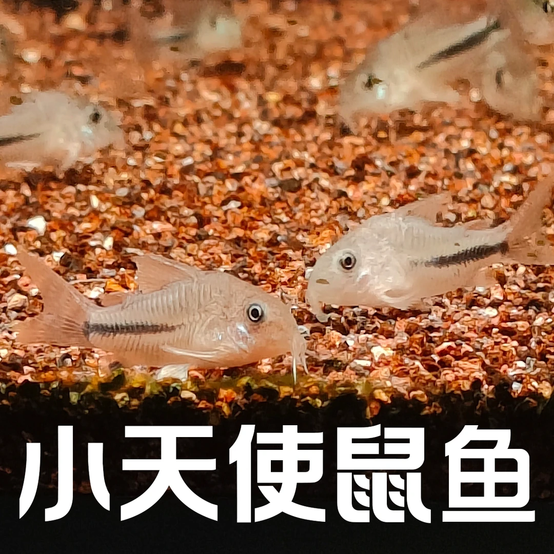 苏里南小天使鼠鱼