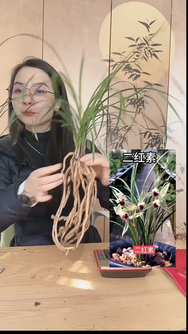 当前无花栽培后可以开花：二红素
