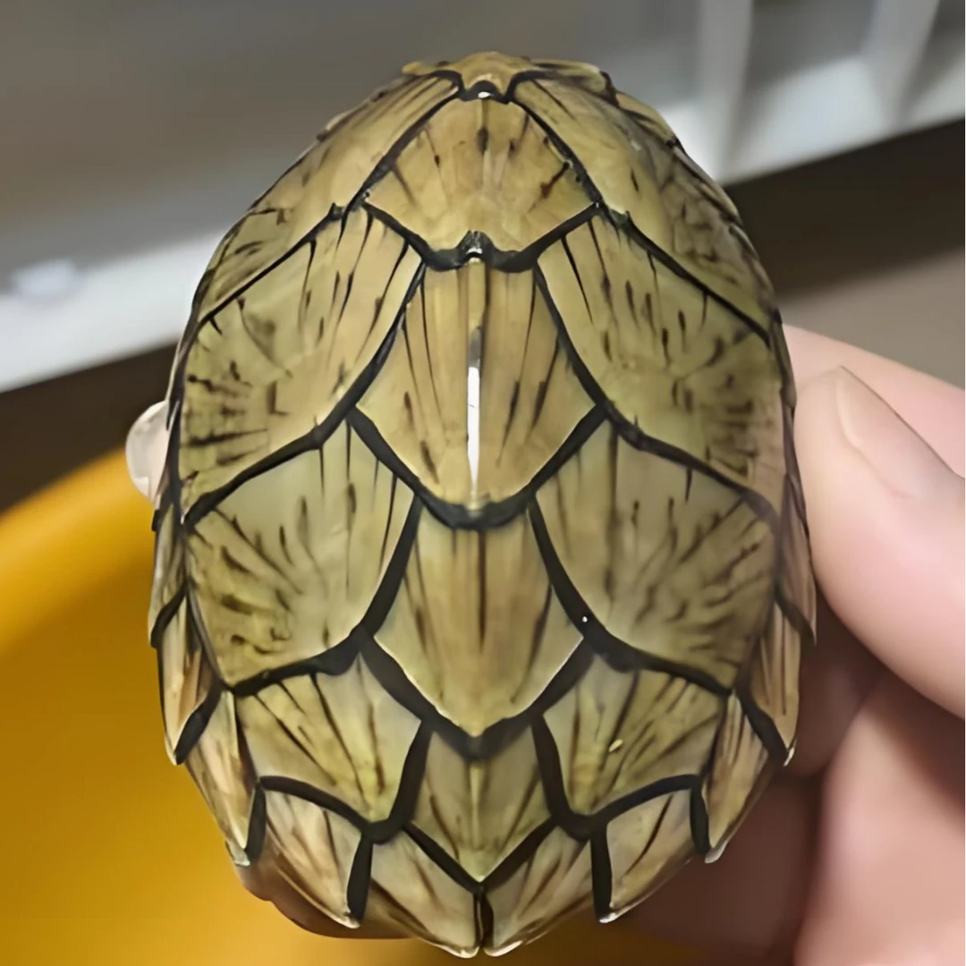 佰乐爬宠小乌龟链接