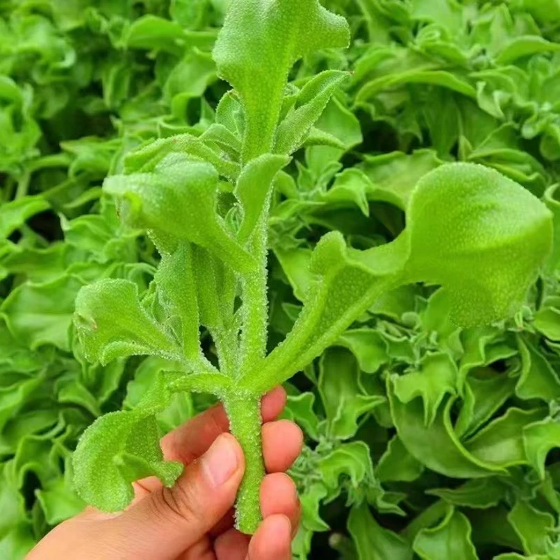 冰菜种子新鲜冰晶菜南方蔬菜四季长寿菜营养高钙冻不死沙拉菜