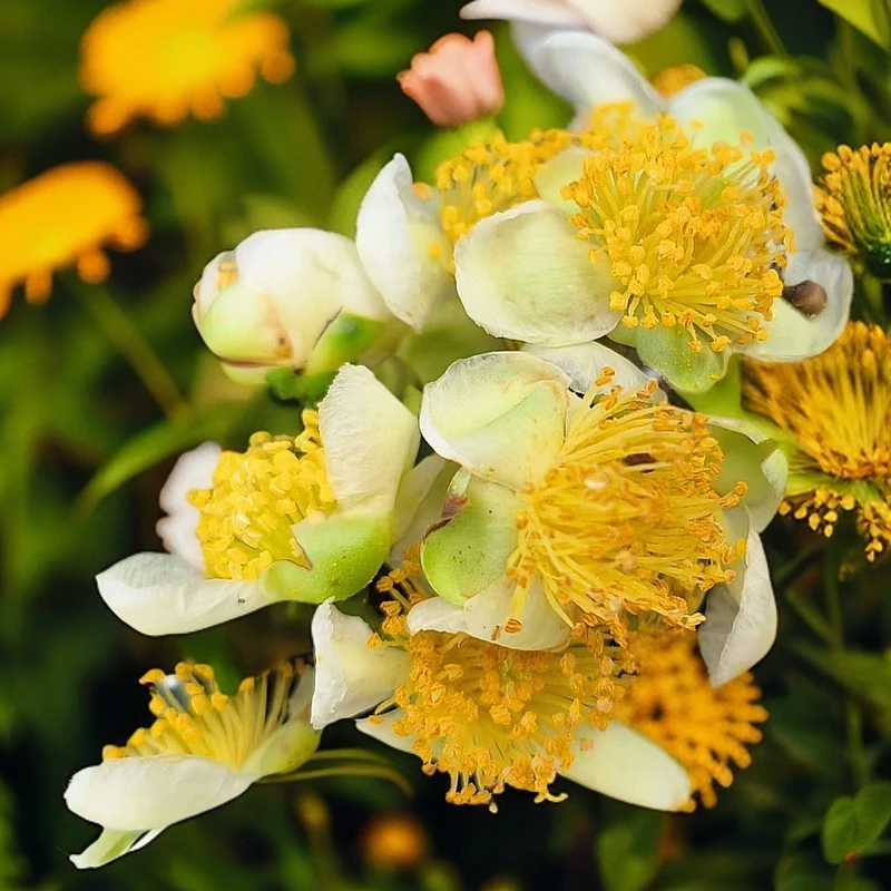 纸山箐助农副支书查先应推荐，2024年纸山箐蜜韵古茶花。