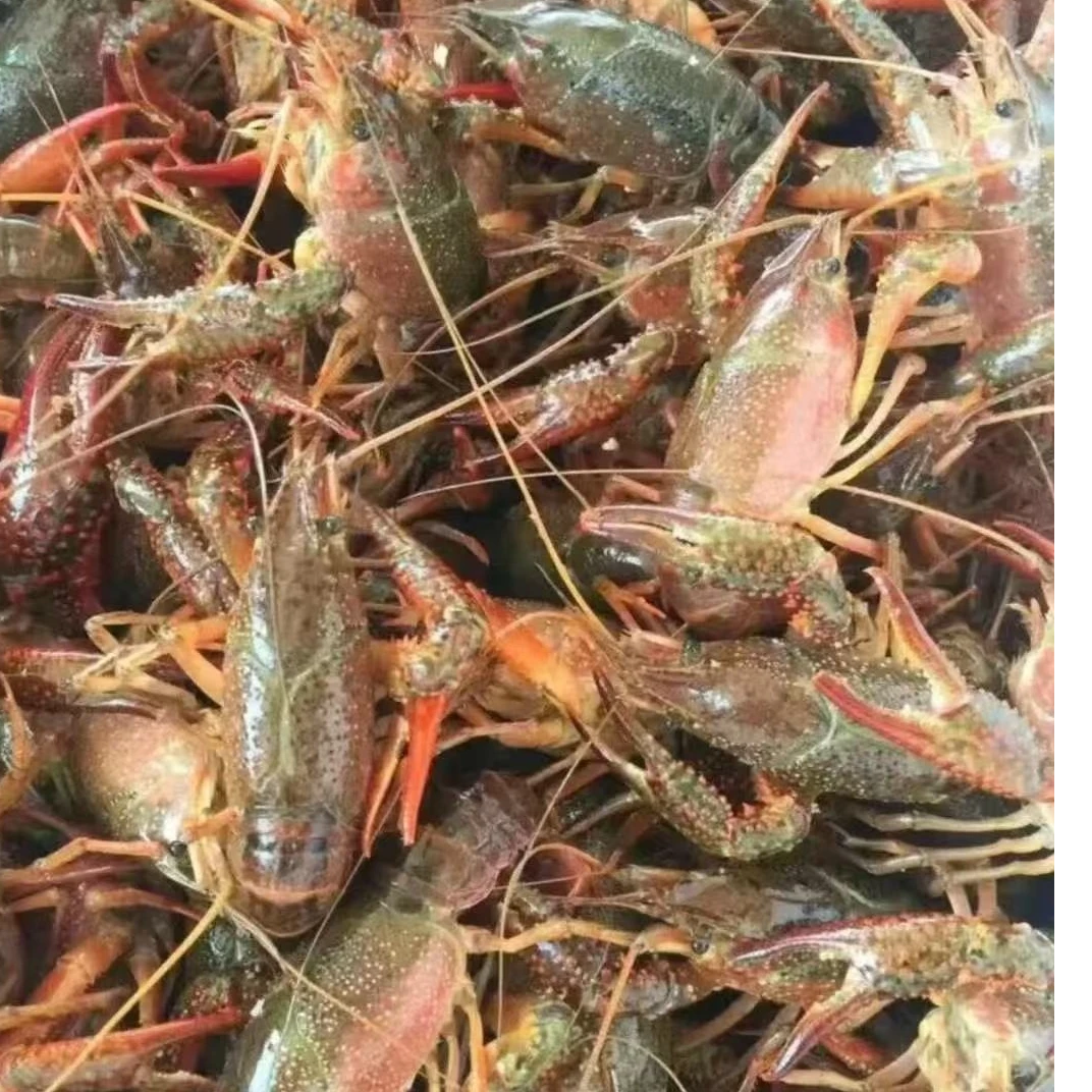 潜江鲜活小龙虾小青每只（12-17克），免费处理，可以揪虾球，抽线，默认不处理，如需处理，麻烦备注