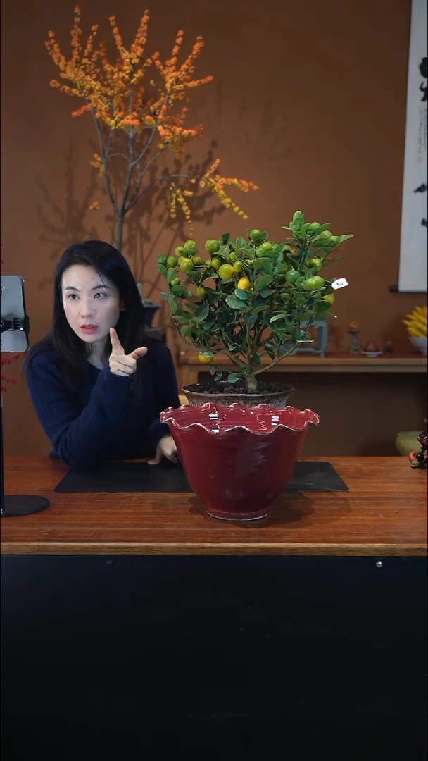 全部花朵金橘盆景盆景盆景