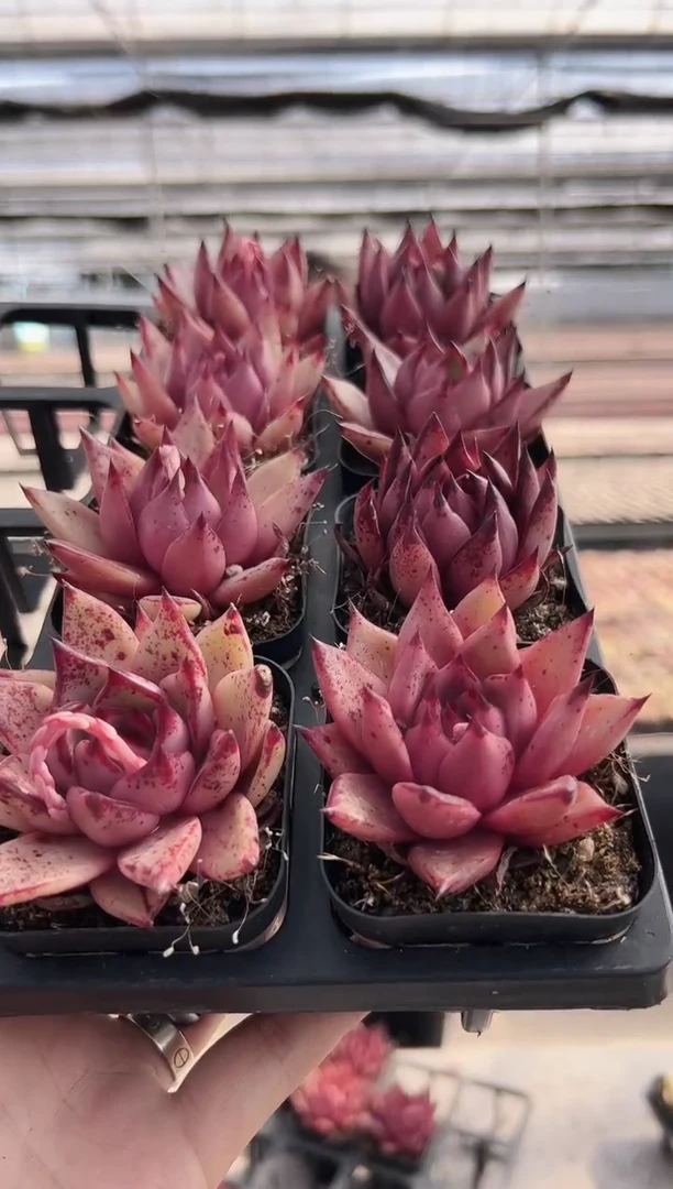 【闪购商品】福利款161（8棵其中一颗）