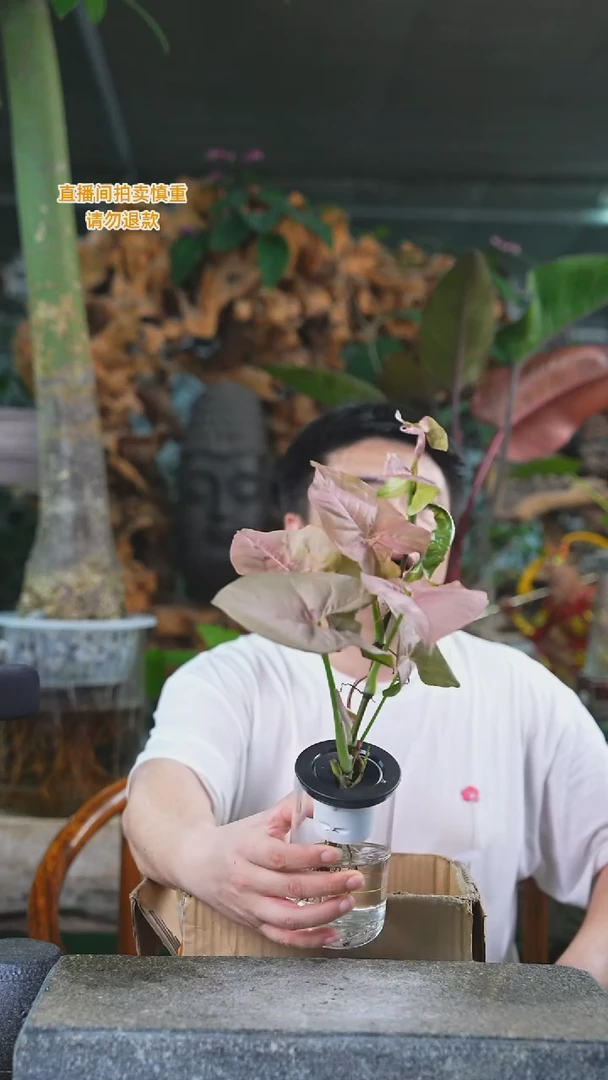 当前无花栽培后可以开花201红粉佳人+