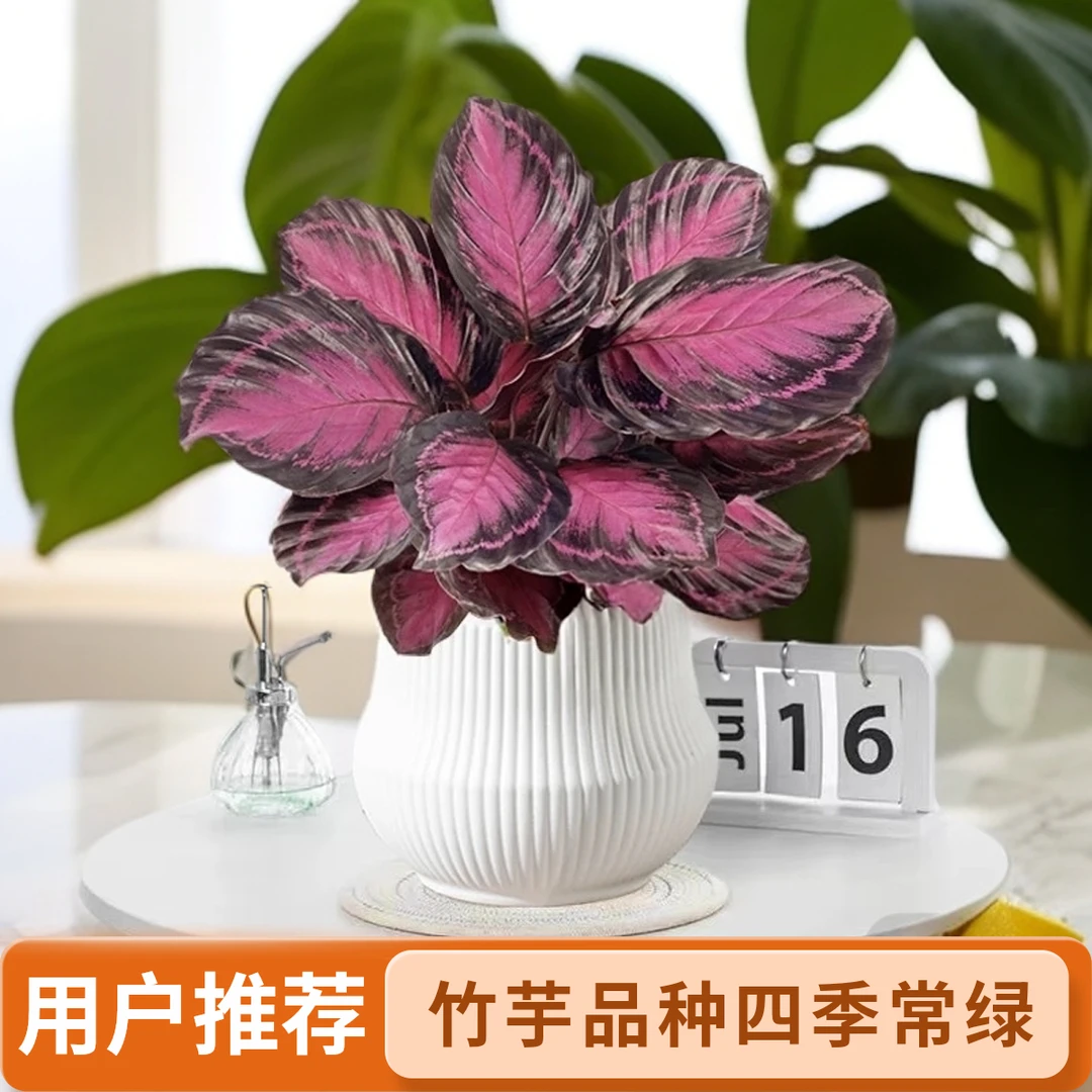 幸运女神红玫瑰竹芋盆栽彩叶网红四季好养室内桌面绿植
