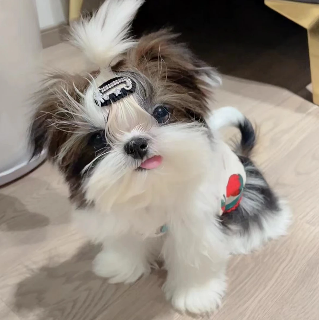 【云端犬舍】韩版西施马尔济斯幼犬宠物综合链接