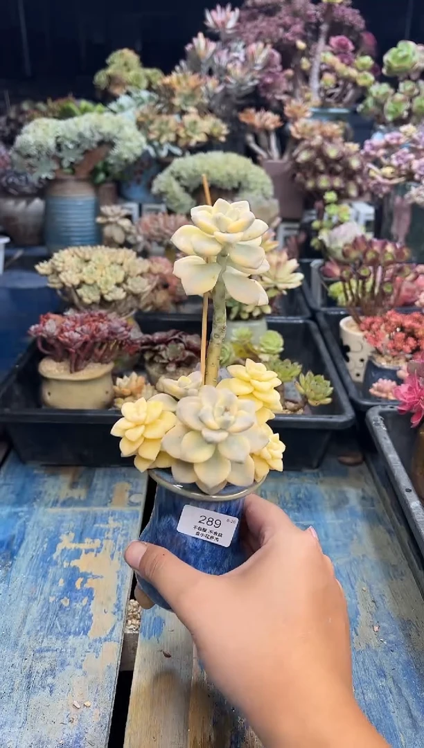 焦*乔289        不带盆