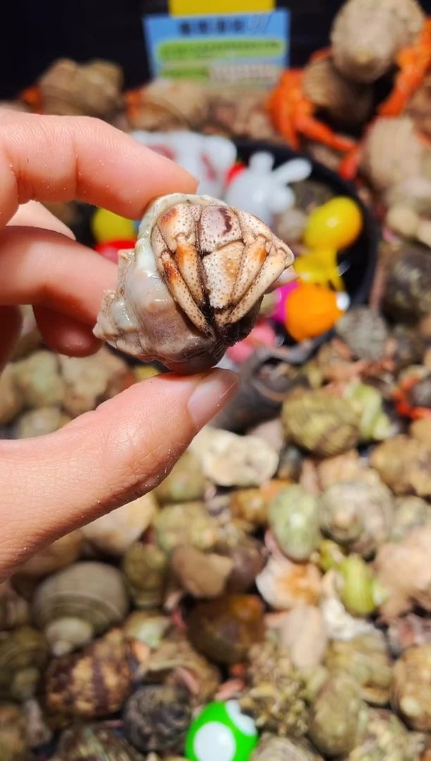 陌派有钳寄居蟹马深274