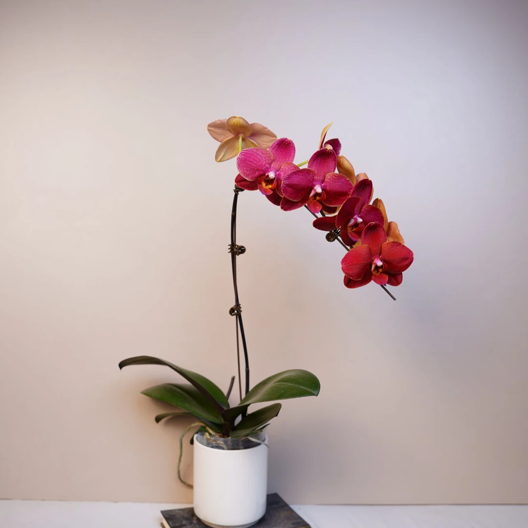 《花漫里基地》蝴蝶兰（突尼斯）3.5寸全花带花苞开花珠发货