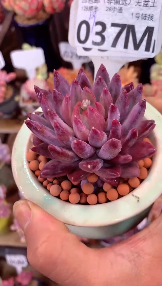 037M（一物一拍，精品多肉，所见即所得 ）