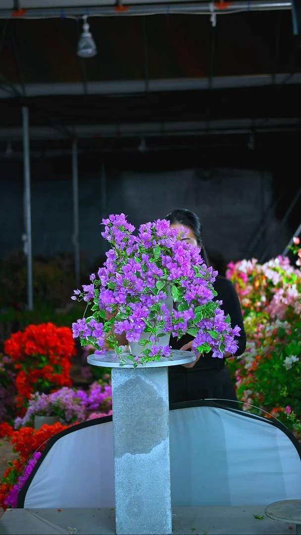 大部分开放少量花苞银边水仙紫