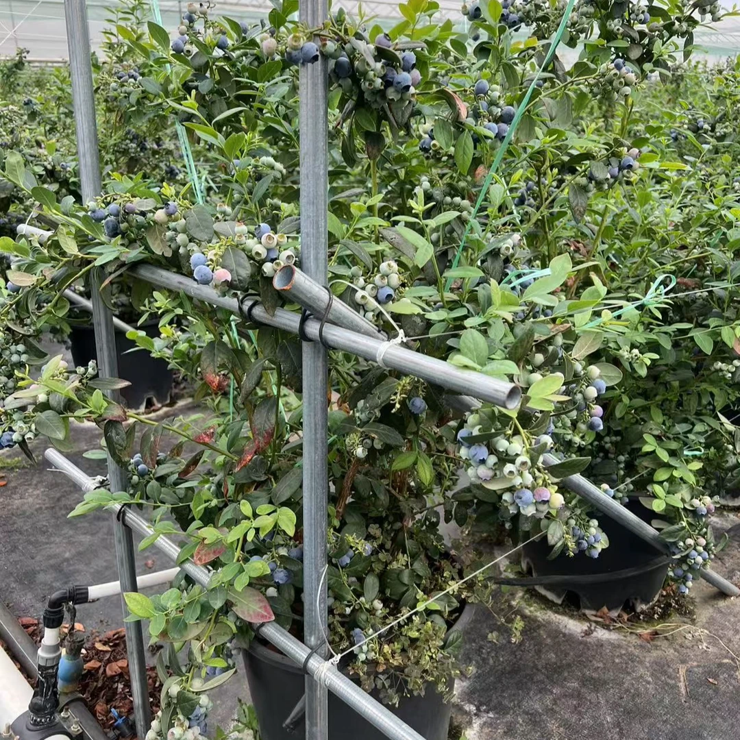 一物一拍 F6 木架发货  介意勿拍  一经发出不可退