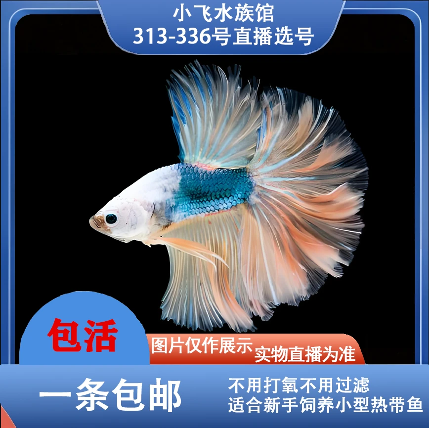 编号313-336号直播间泰国斗鱼五彩观赏鱼 活体半月将军斗鱼