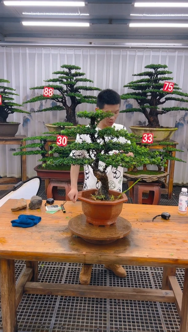 无花朵精品盆景直播间一物一拍