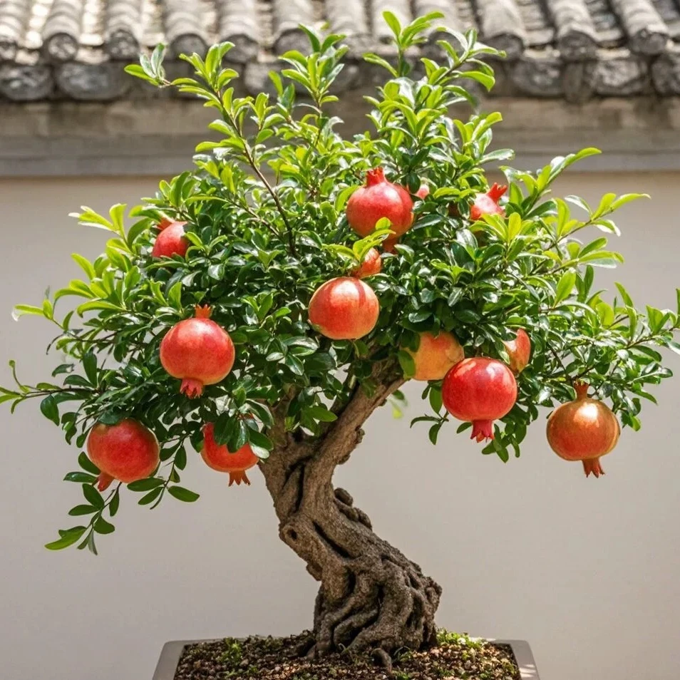 田园花园绿化别墅庭院景观盆景盆栽地栽突尼斯软石树《一物一拍》