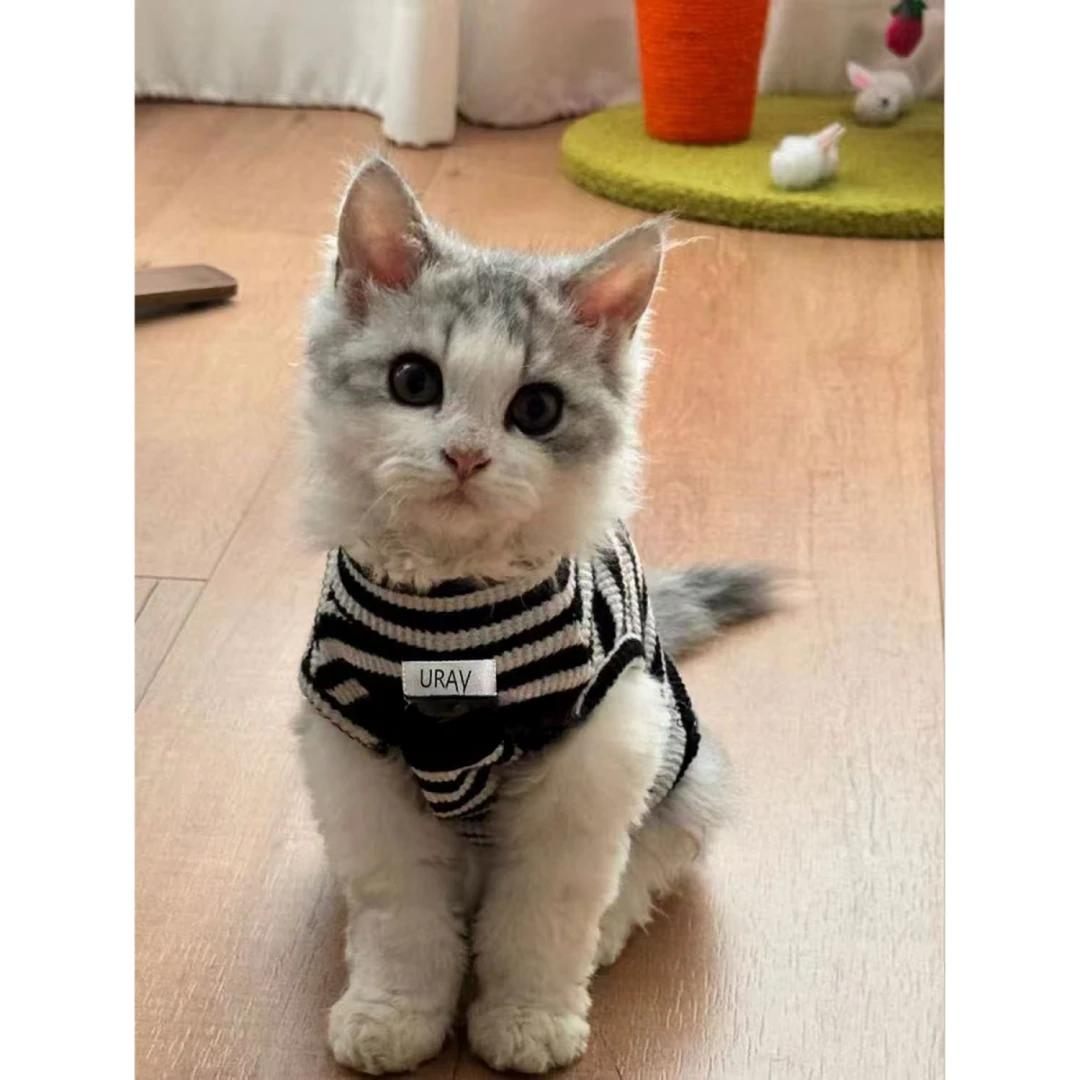德文猫衣服透气幼猫春秋薄款防掉毛布偶猫斯芬克斯无毛猫两脚背心