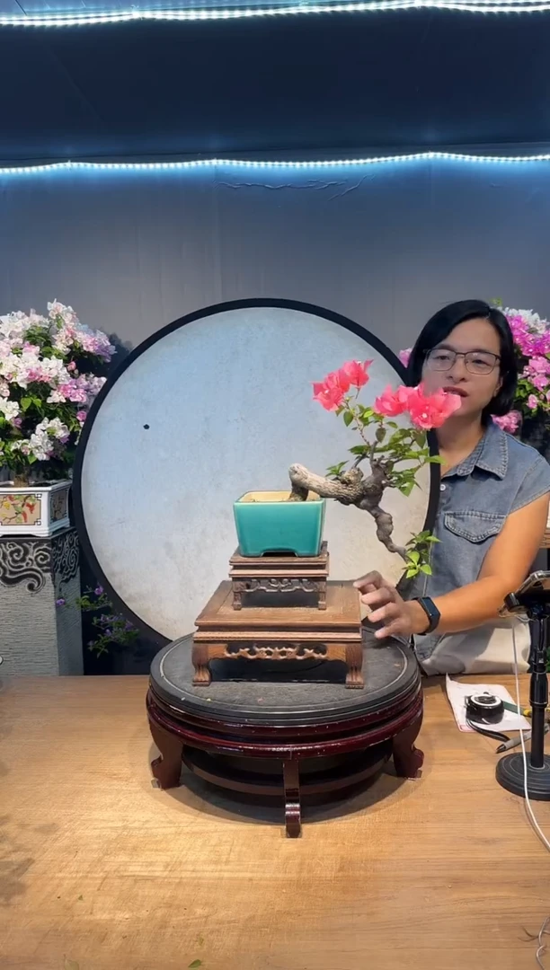 三角梅同安红三角梅