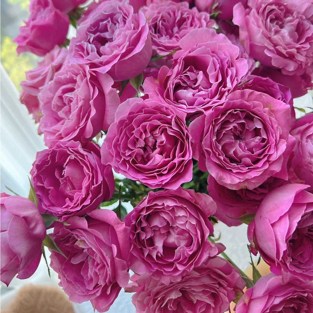 【小花优选长相思】云南鲜花玫瑰