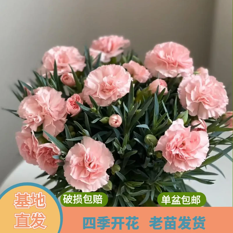 绿植园 [ 康乃馨 ]盆栽带花苞发货四季开花阳台花卉植物