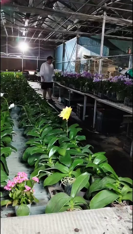 大部分开放少量花苞樱桃福利