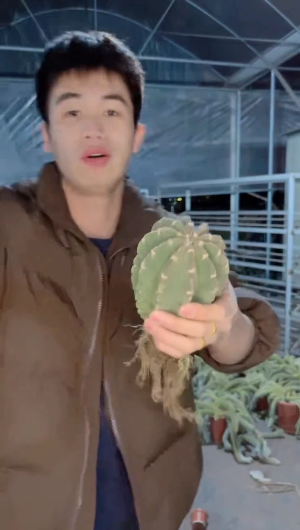 【闪购商品】3颗 实生根 短毛丸 6-8cm