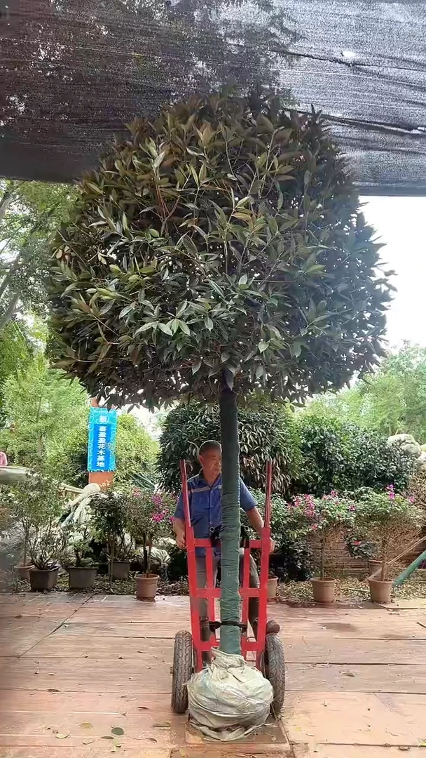 无花朵桂花一物一拍