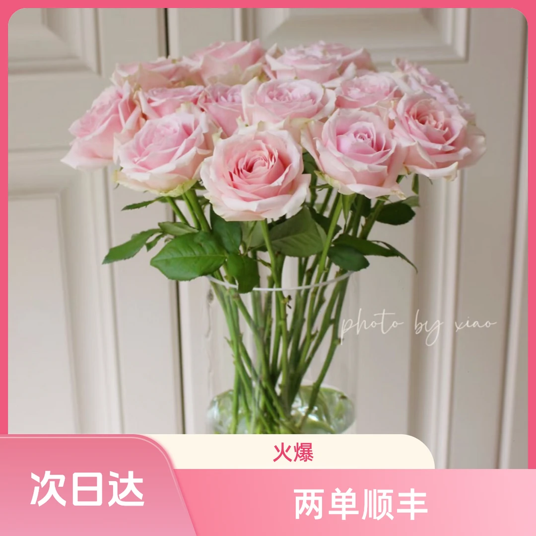 粉红玫瑰 常州鲜花批发直播 家居花江浙沪皖次日达