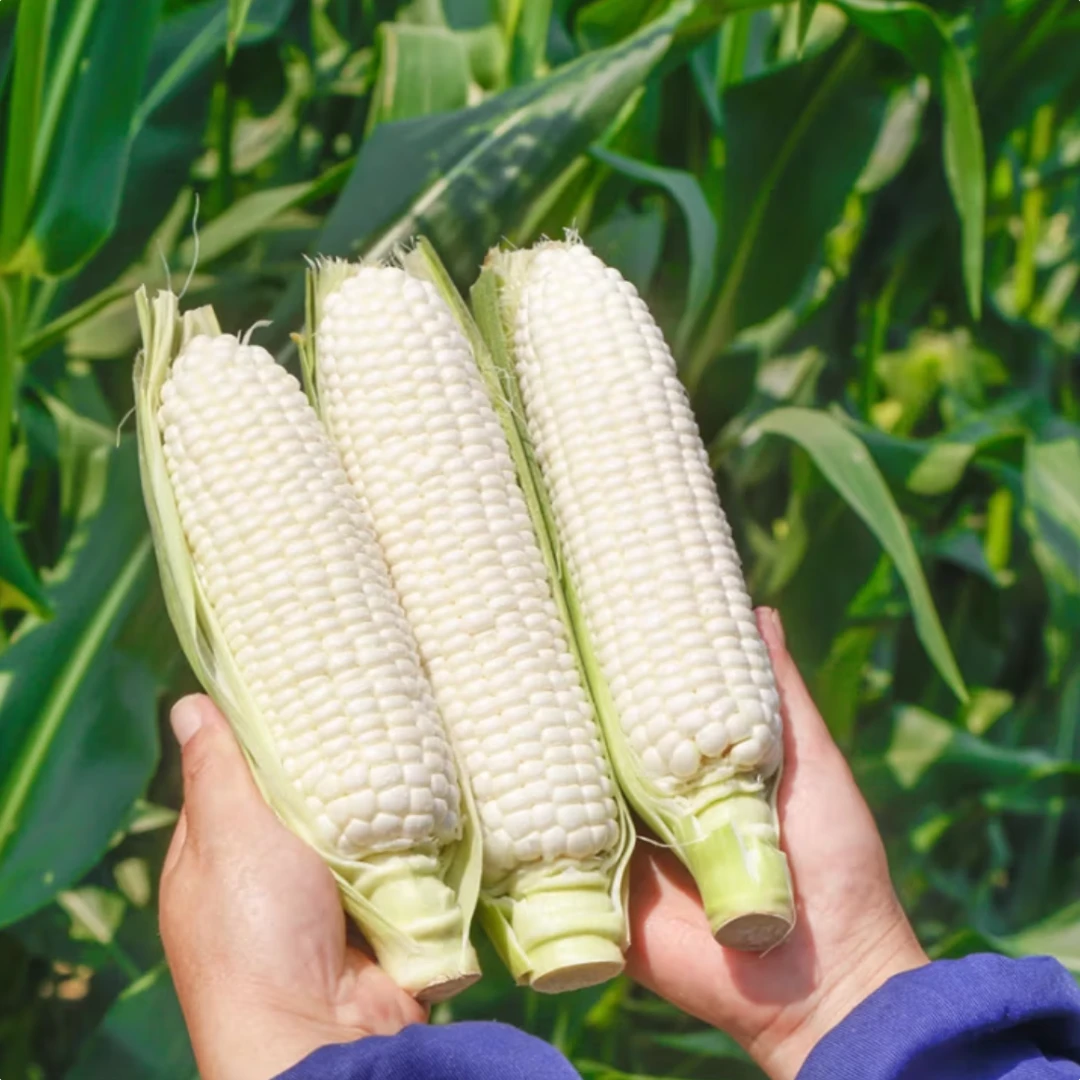 白糯玉米南汇玉米上海市