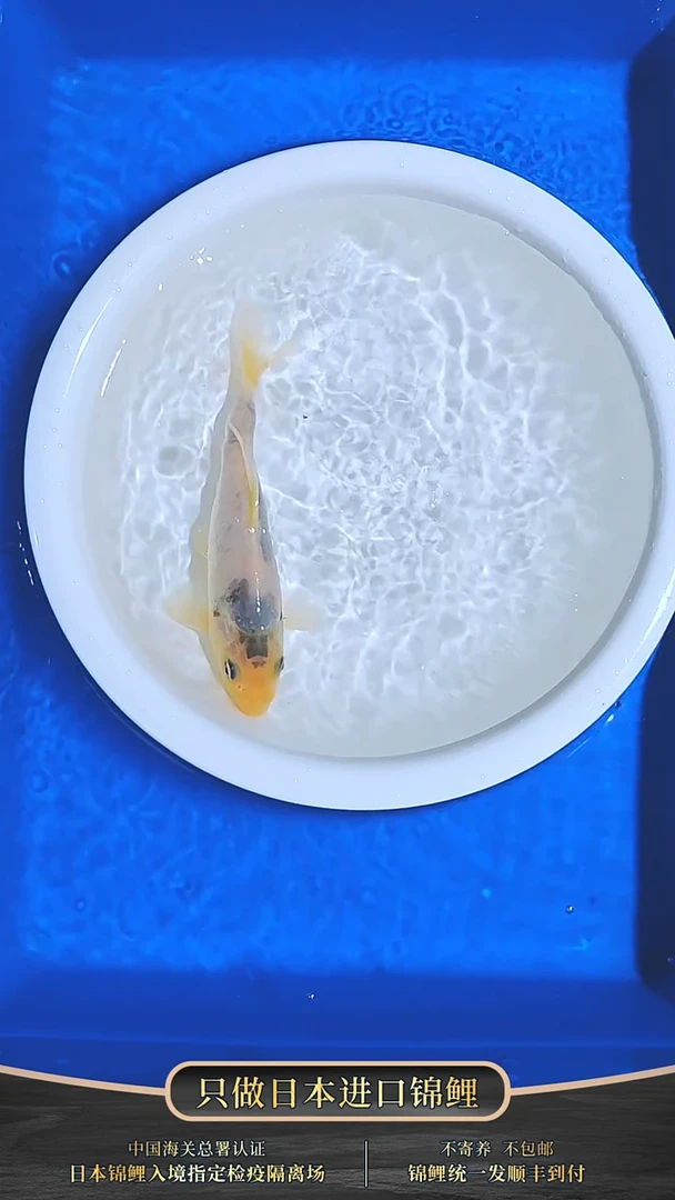 锦鲤004-面迫白写（锦鲤统一发顺丰空运到付）