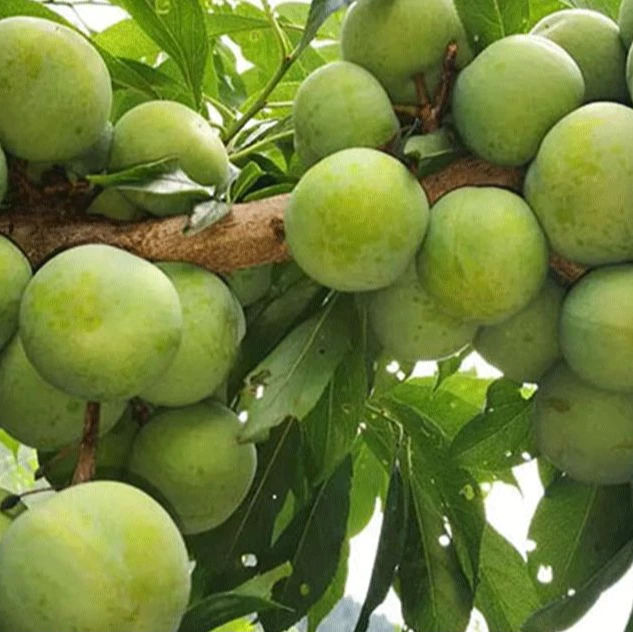 【多发半斤以上】【精品礼盒装】重庆产地现摘现发正宗青脆李脱骨李子