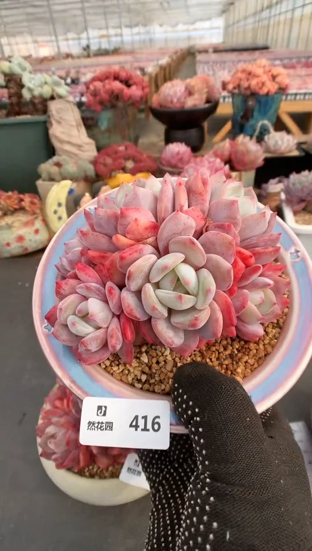 【闪购商品】416雪天使一物一拍