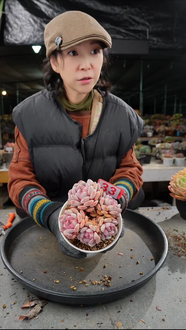 似**年33号星影群