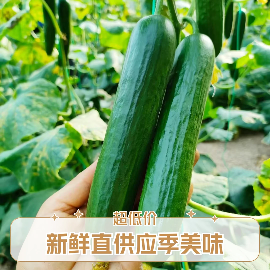 【果果队长】水果小黄瓜9.9/3斤