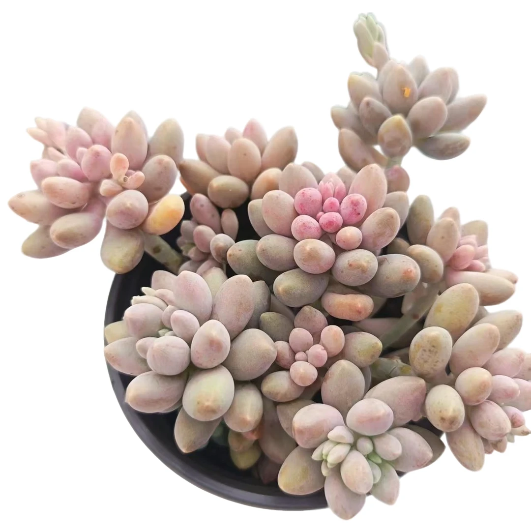 星黛露多肉植物(拼满三单包邮)室内盆栽 净化绿植盆栽大棚多肉